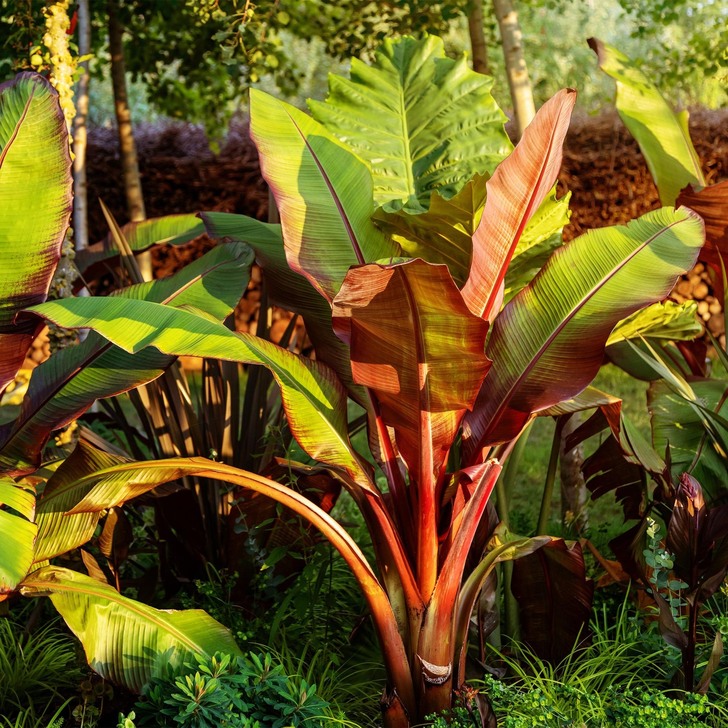GreenboutiQ - Obstpflanze - Bananenpflanze - Ensete ventricosum Maurelli - Winterhart - 6 Pflanzen - Topf 12cm Höhe 30cm