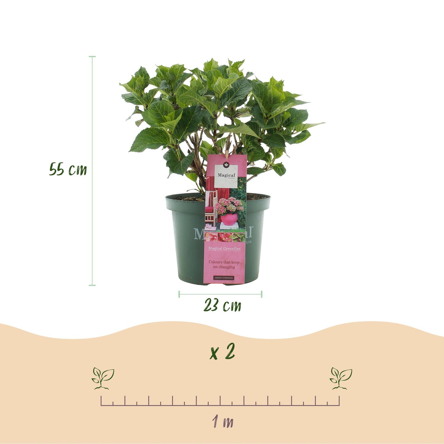 Green boutiQ - Balkonpflanze - Hortensie - Hydrangea Magical Green Fire - Rosa Grün - 6-10 Blüten - 2 Pflanzen - Topf 23cm Höhe 55cm