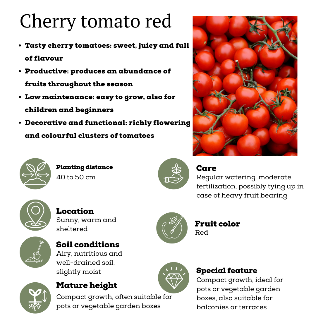 Gemüse pflücken Kirschtomate - Ø 14 cm - ↨ 45 cm