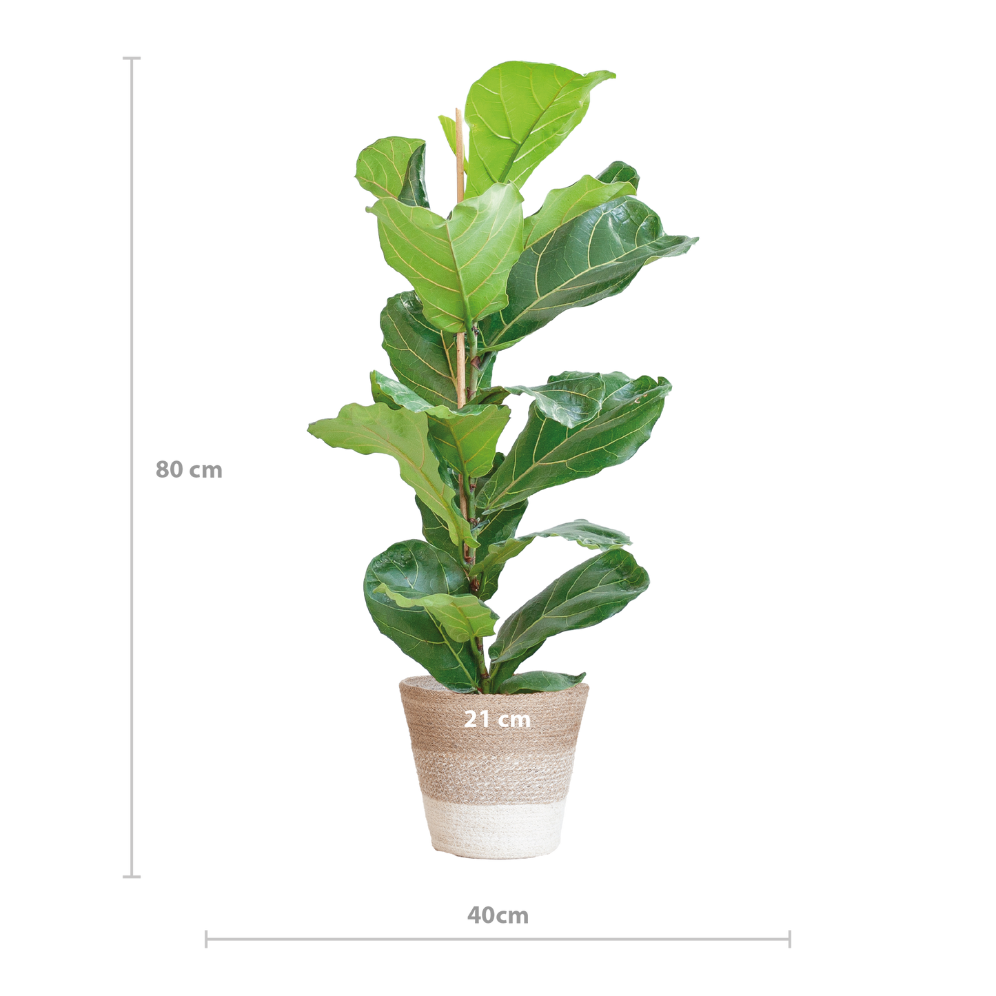 Ficus Lyrata mit Korb Lissabon weiß - 80cm - Ø21