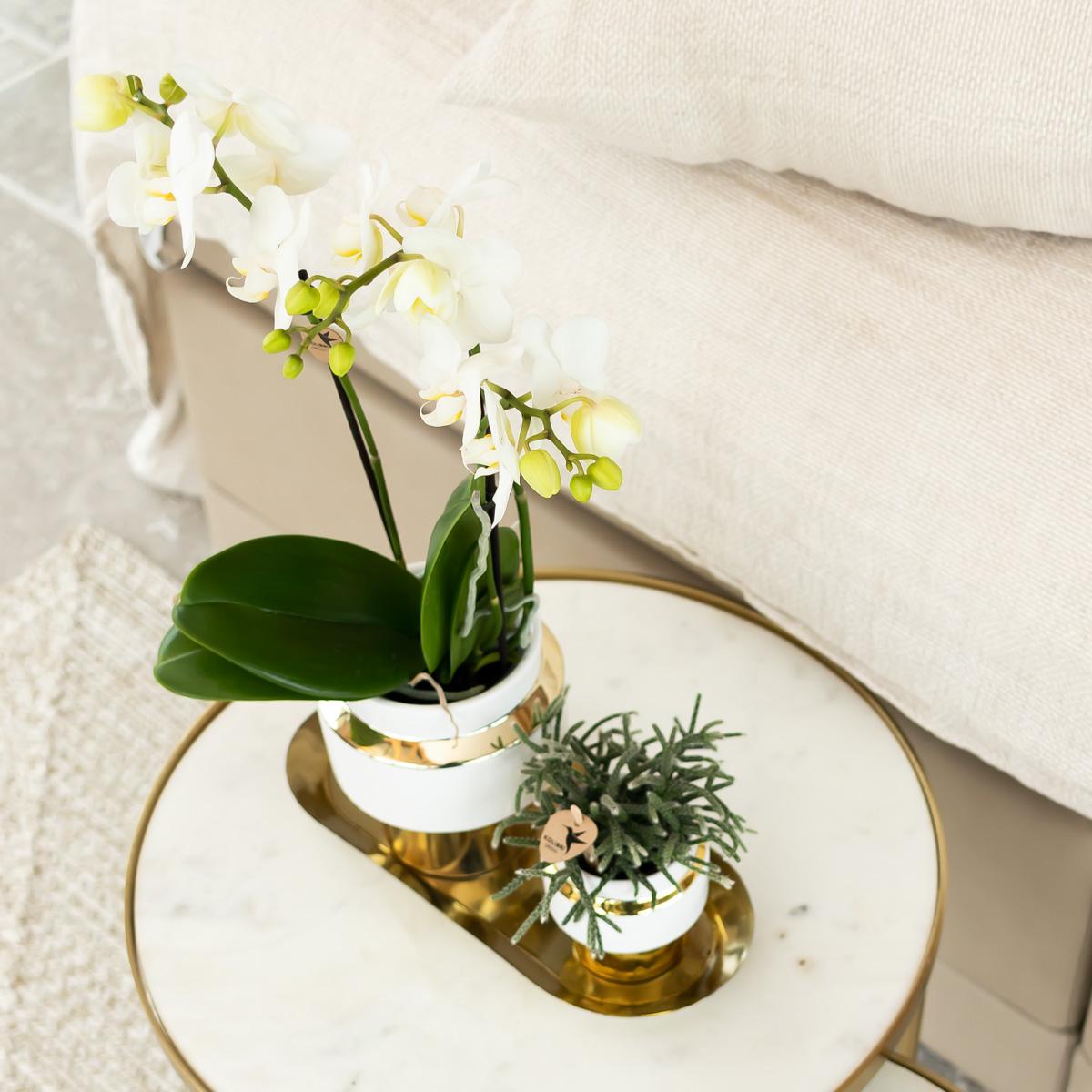 Kolibri Orchids | Weiße Phalaenopsis Orchidee - Amabilis + Le Chic dekorativer Topf gold - Topfgröße Ø9cm - 40cm hoch | blühende Zimmerpflanze im Blumentopf - frisch vom Züchter