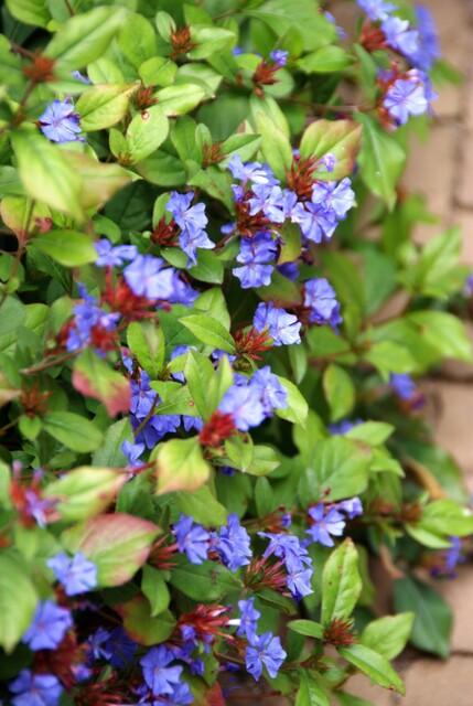 12x Ceratostigma plumbaginoides - ↕10-25cm - Ø9cm