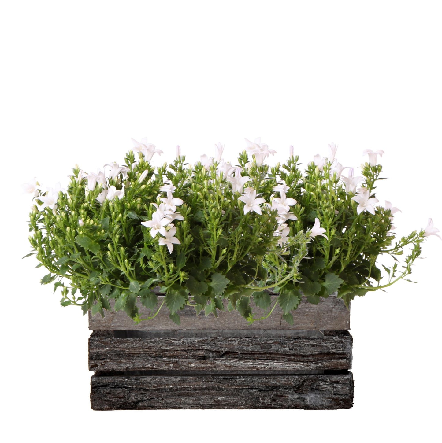 Campanula Addenda Ambella weiß - Holzschale mit 2 Gartenpflanzen - Topfgröße 12cm - mehrjährig - winterhart