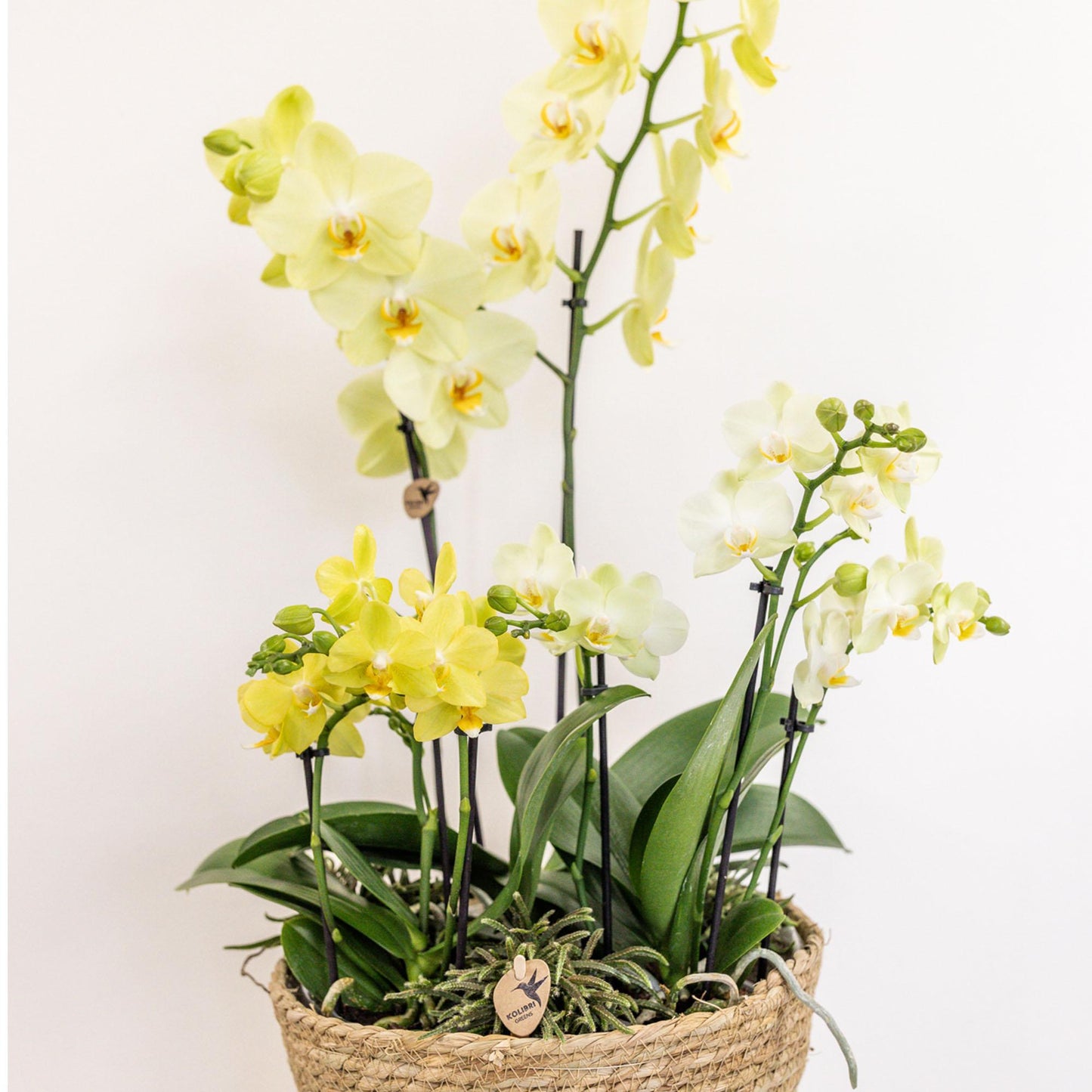 Kolibri Home - Einlage mit Wasserreservoir für Orchideenschale - Bewässerungssystem für Orchideen - Inlay 1x12 + 2x9 - Field Bouquet + 3x watergeeflonten