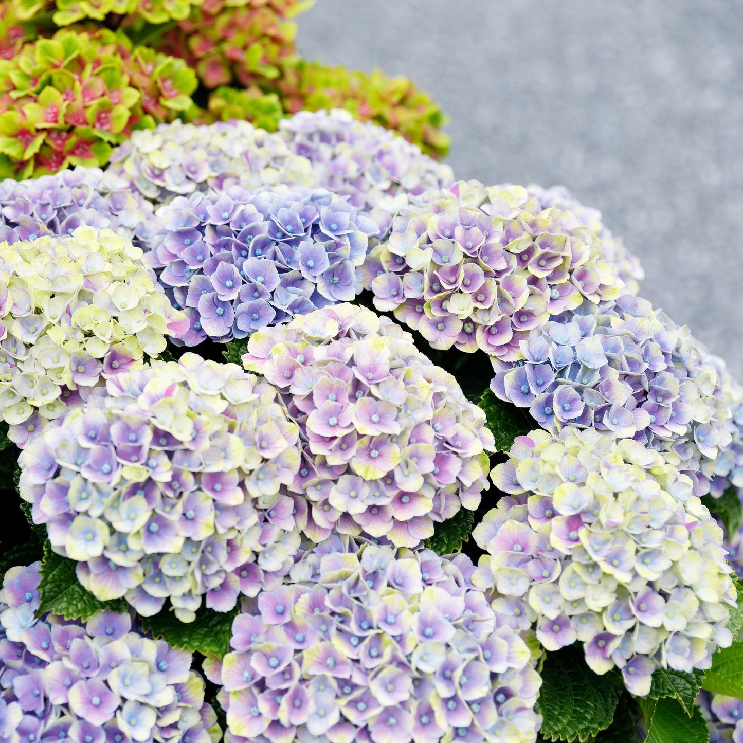 Green boutiQ - Balkonpflanze - Hortensie - Hydrangea Magical Jewel Blue - Blau - 6-10 Blumen - 2 Pflanzen - Topf 23cm Höhe 55cm