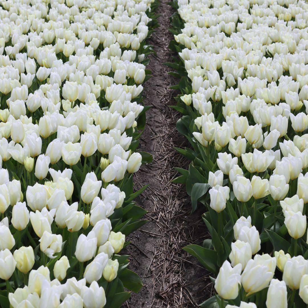 Flowerbulbs Amsterdam - Purissima - 15 Blumenzwiebeln - Gr��e 12+