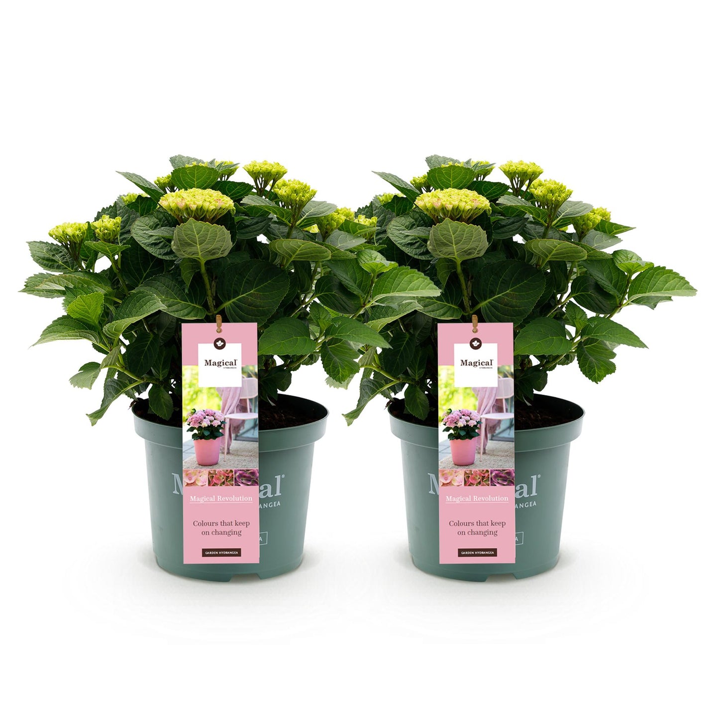 Green boutiQ - Balkonpflanze - Hortensie - Hydrangea Magical Revolution Pink - Pink - 6-10 Blüten - 2 Pflanzen - Topf 23cm Höhe 55cm