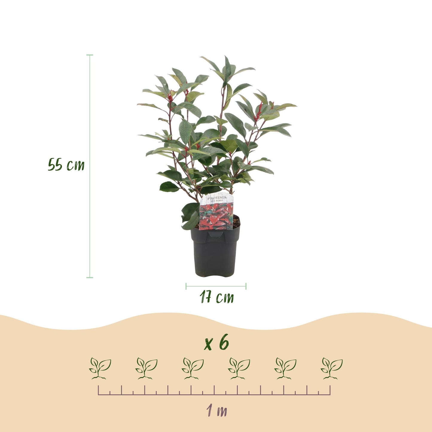 "GreenboutiQ - Heckenpflanzen - Photinia fraseri Red Robin - grün rot - 6 Pflanzen - 1 laufender Meter - immergrün - Topf 17cm Höhe 55cm "