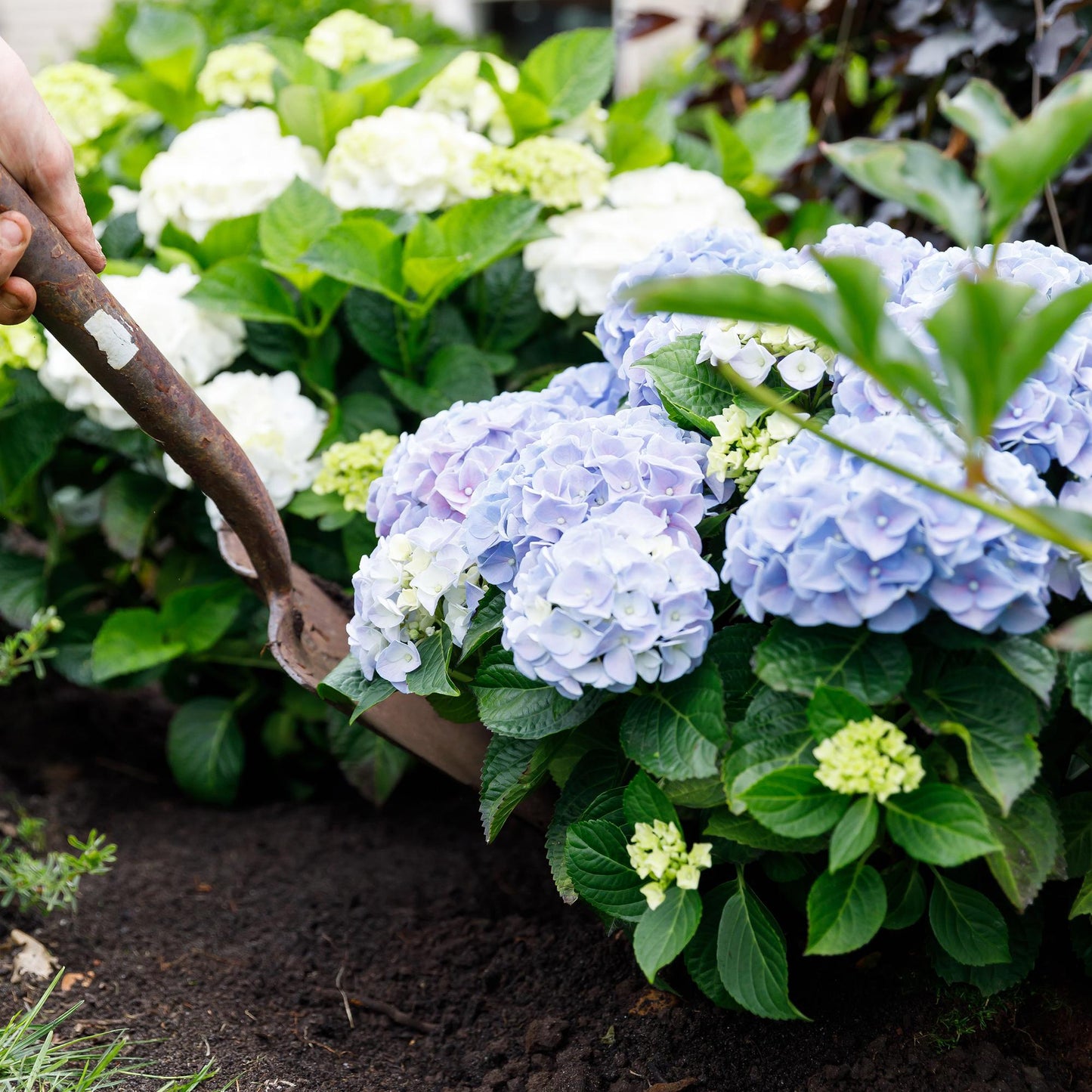 Green boutiQ - Balkonpflanze - Hortensie - Hydrangea Forever & Ever - Blau - 7-12 Blumen - 2 Pflanzen - Topf 23cm Höhe 55cm