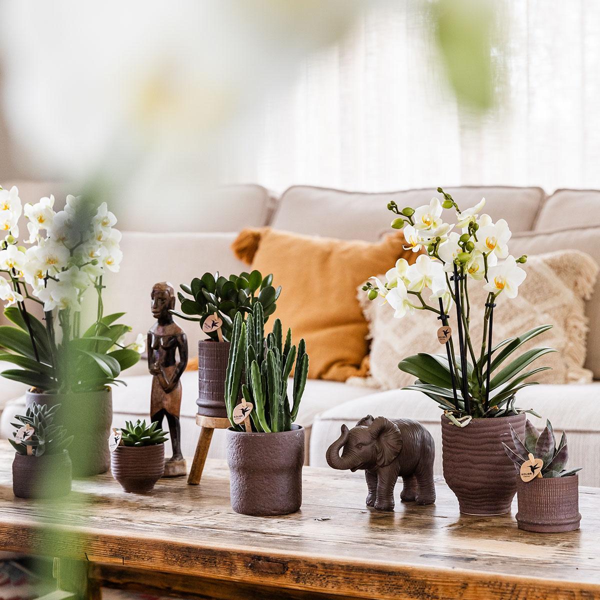 Kolibri Home | Bali Dekotopf - Brown - Ø6cm