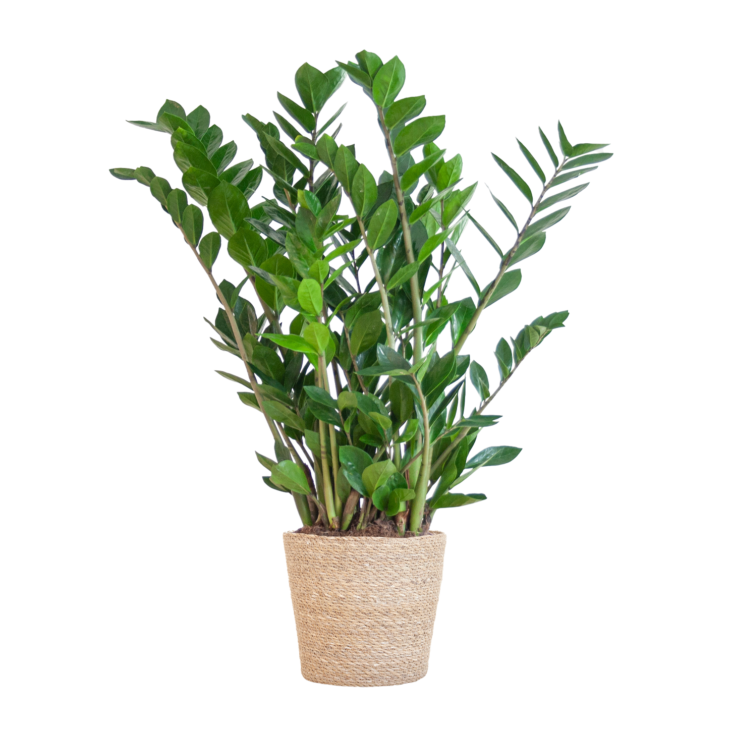 Zamioculcas Zamiifolia mit Sofia-Korb natur - 80cm - Ø21