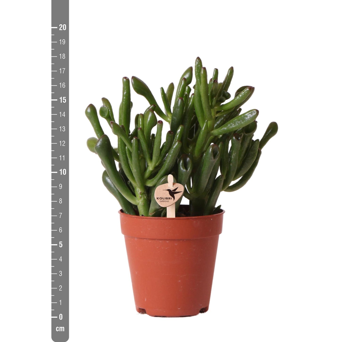 Kolibri Greens | Groene plant - Sukkulente Crassula Hobbit - grüne Zimmerpflanze - frisch aus der Gärtnerei - Ø9cm