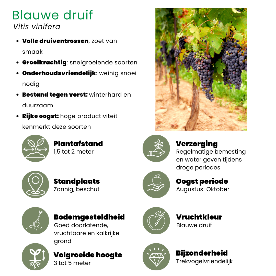 "Fruchtoase" BIO Obstpflanzen set im mix von 5 verschiedene Sorten