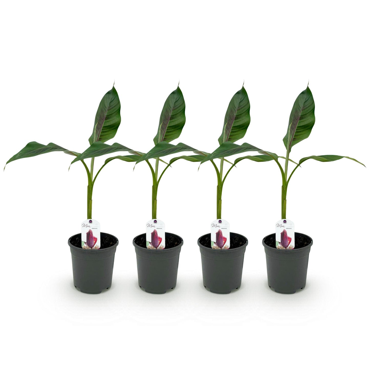 GreenboutiQ - Obstpflanze - Bananenpflanze - Musa sikkemensis Red Tiger - Winterhart - 4 Pflanzen - Topf 17cm Höhe 40cm
