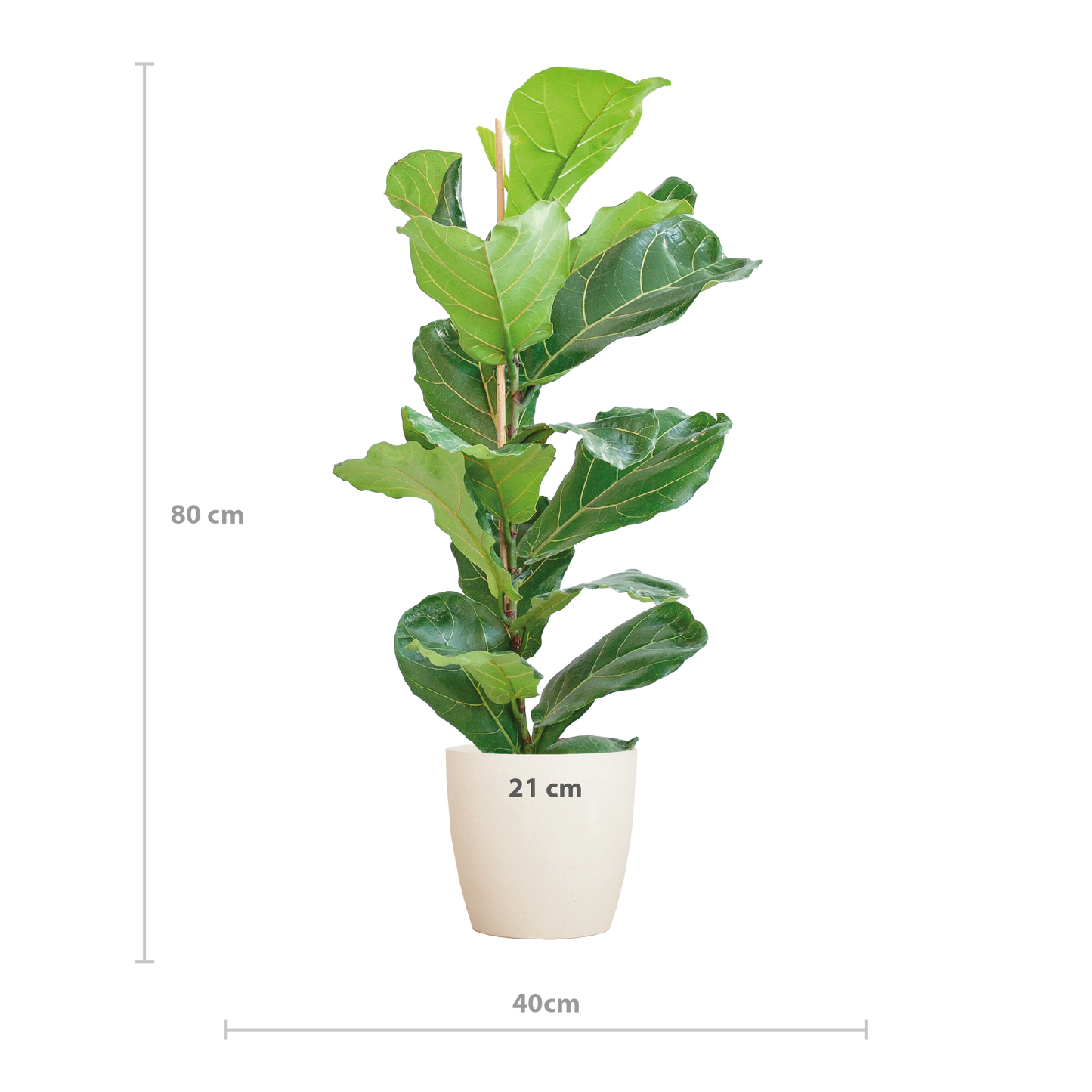 Ficus Lyrata mit Viber-Topf weiß – 80 cm – Ø21