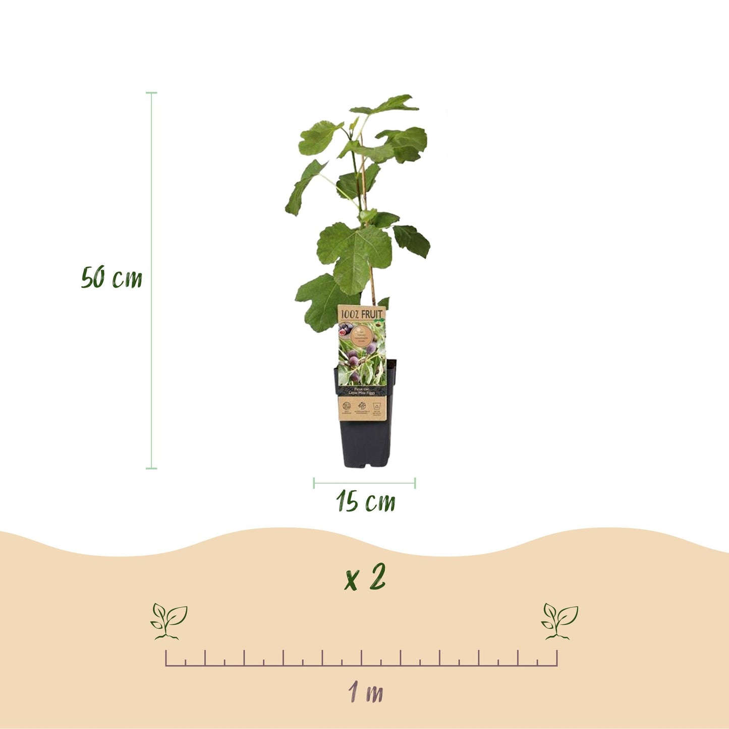 GreenboutiQ - Obstpflanze - Feigenbaum - Ficus caria Little mis Figgy - Rote Frucht - 2 Pflanzen - Topf 15cm Höhe 50cm