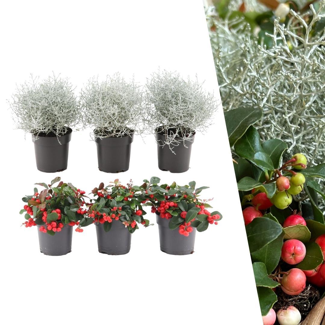 Winterwunderland mix set - 3 x Gaultheria + 3x Calocephalus - Ø 10 cm ↨ 15 cm