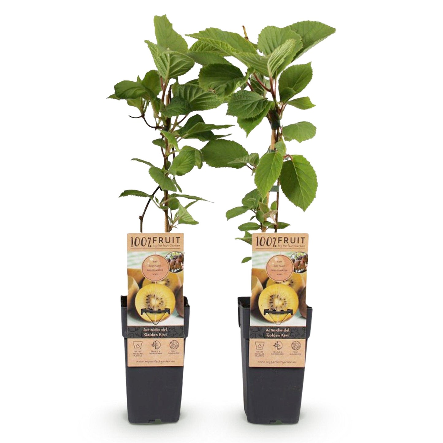 GreenboutiQ - Obstpflanze - Gelbe Kiwi - Actinidia deliciosa Golden Kiwi - Gelbe Frucht - 2 Pflanzen - Topf 15cm Höhe 50cm