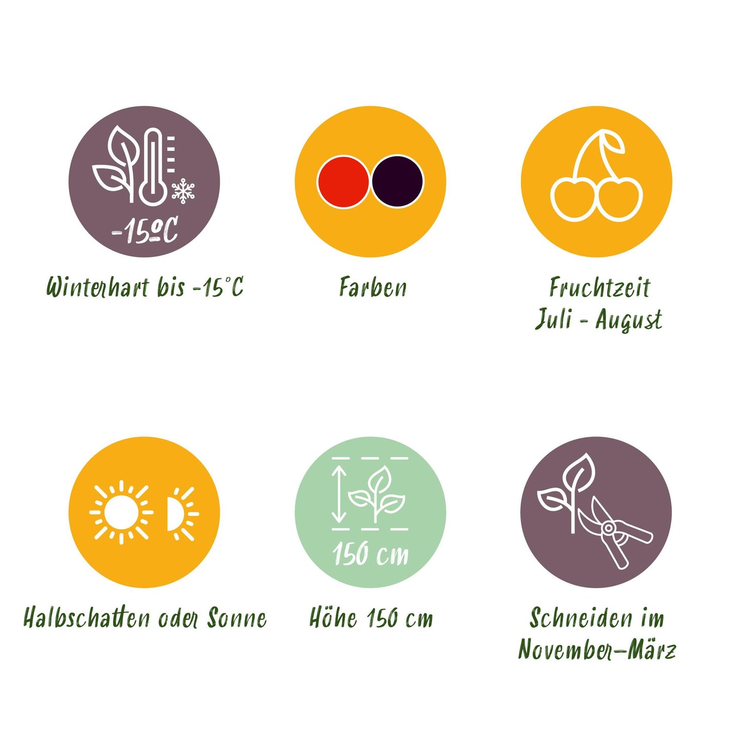 GreenboutiQ - Obstpflanzenmix - Rote Johannisbeere, Rote Himbeere, Schwarze Brombeere - 3 Pflanzen - Topf 11cm Höhe 40cm