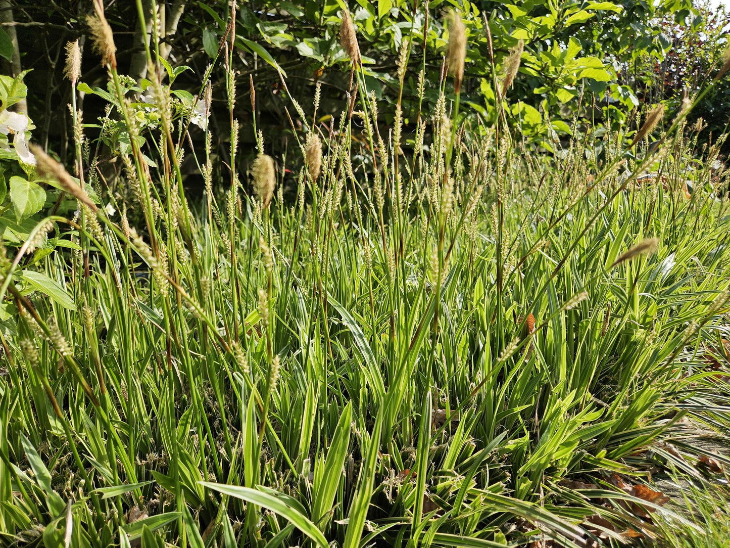 12x Carex morrowii 'Aureovariegata' - ↕10-25cm - Ø9cm