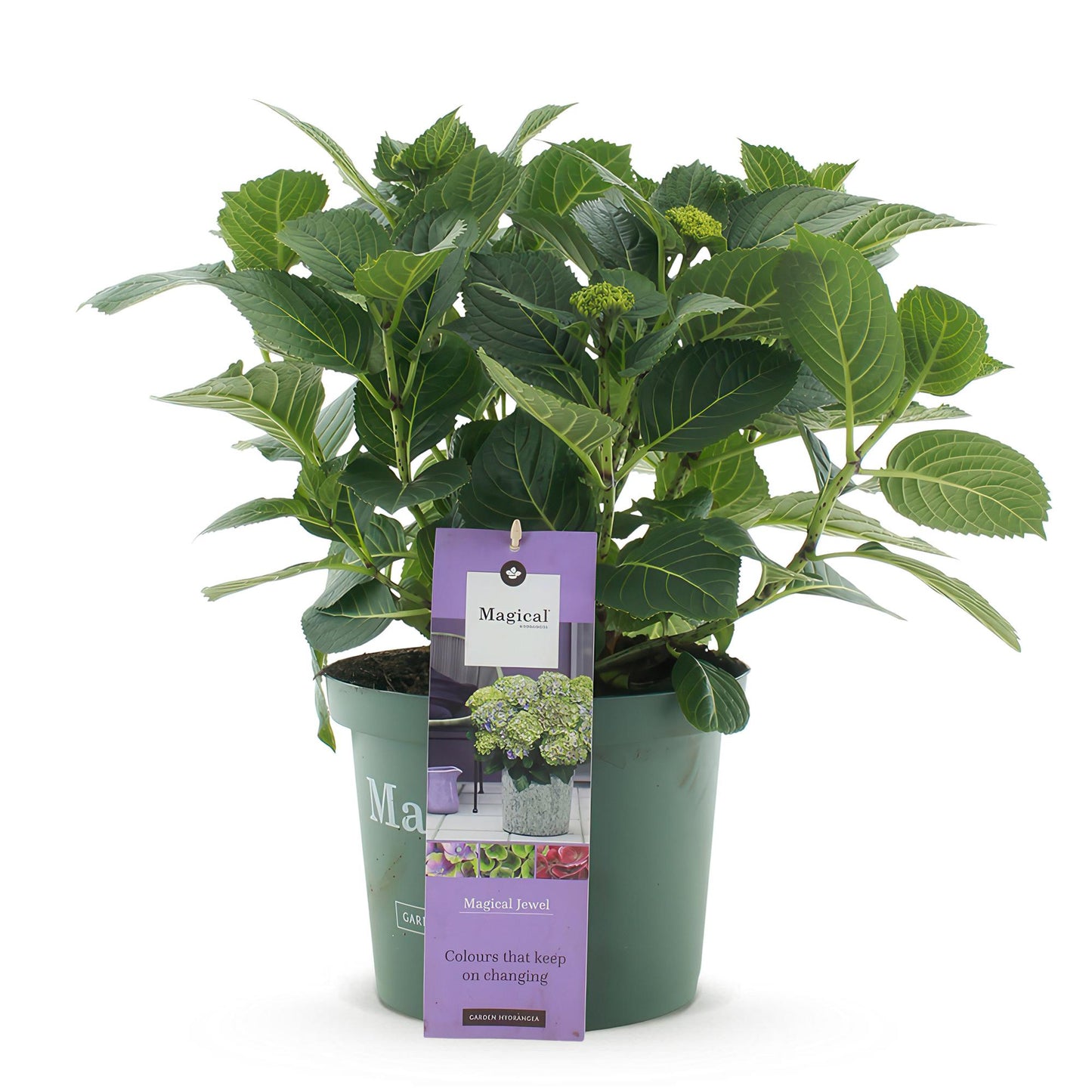 Green boutiQ - Balkonpflanze - Hortensie - Hydrangea Magical Jewel Blue - Blau - 6-10 Blumen - Topf 23cm Höhe 55cm