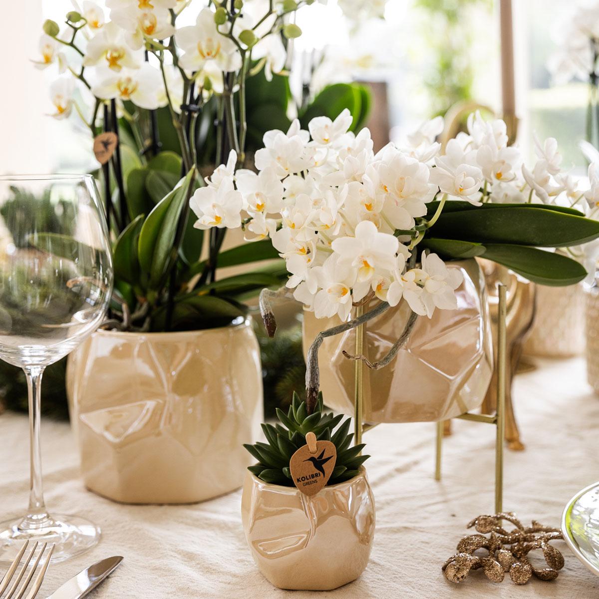 Kolibri Orchids | Weiße Phalaenopsis Orchidee - Nazaré - Topfgröße Ø9cm | Blühende Zimmerpflanze - Frisch vom Züchter