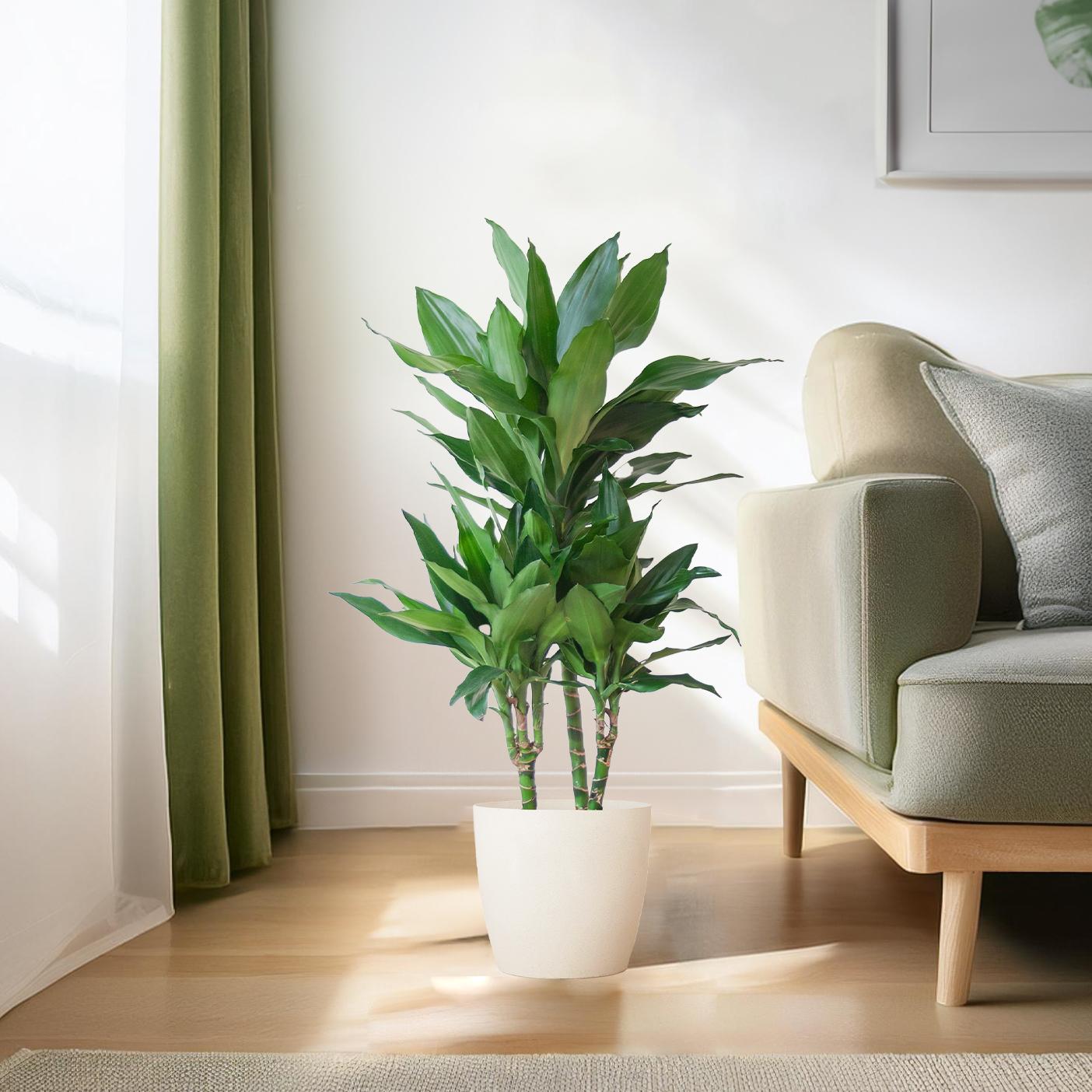 Dracaena Janet Lindt mit Viber Weiß - 95cm - Ø21
