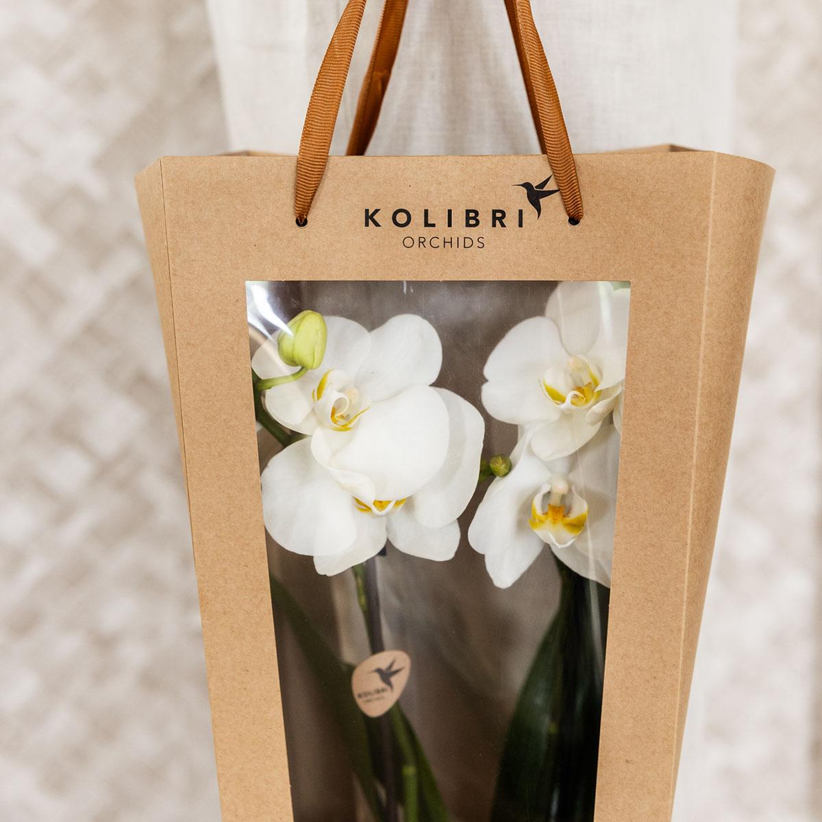 Kolibri Company | Geschenktasche für Orchidee mit dekorativem Topf 9cm