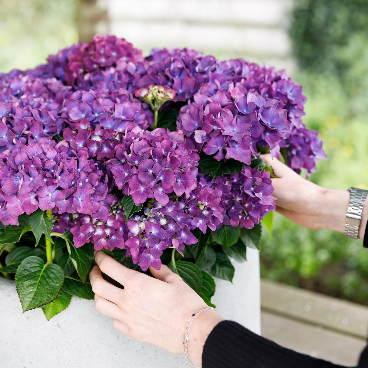 Green boutiQ - Balkonpflanze - Hortensie - Hydrangea Forever & Ever - Lila - 7-12 Blumen - 2 Pflanzen - Topf 23cm Höhe 55cm