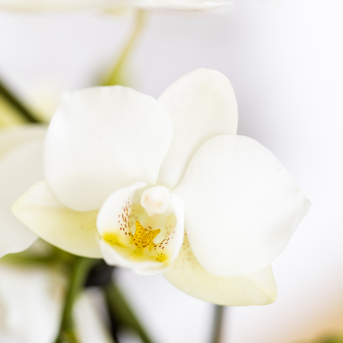 Kolibri Company | Pflanzenset Mediterranean Sunset | Weiße Phalaenopsis Orchidee Lausanne und Sukkulenten inkl. Keramik-Ziertöpfe
