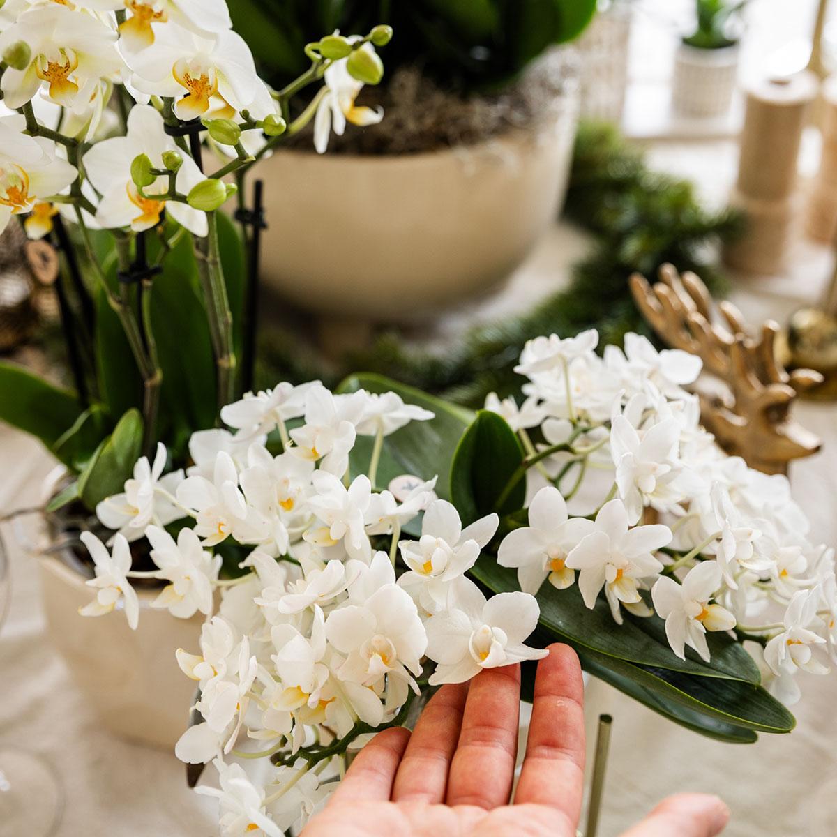 Kolibri Orchids | Weiße Phalaenopsis Orchidee - Nazaré - Topfgröße Ø9cm | Blühende Zimmerpflanze - Frisch vom Züchter
