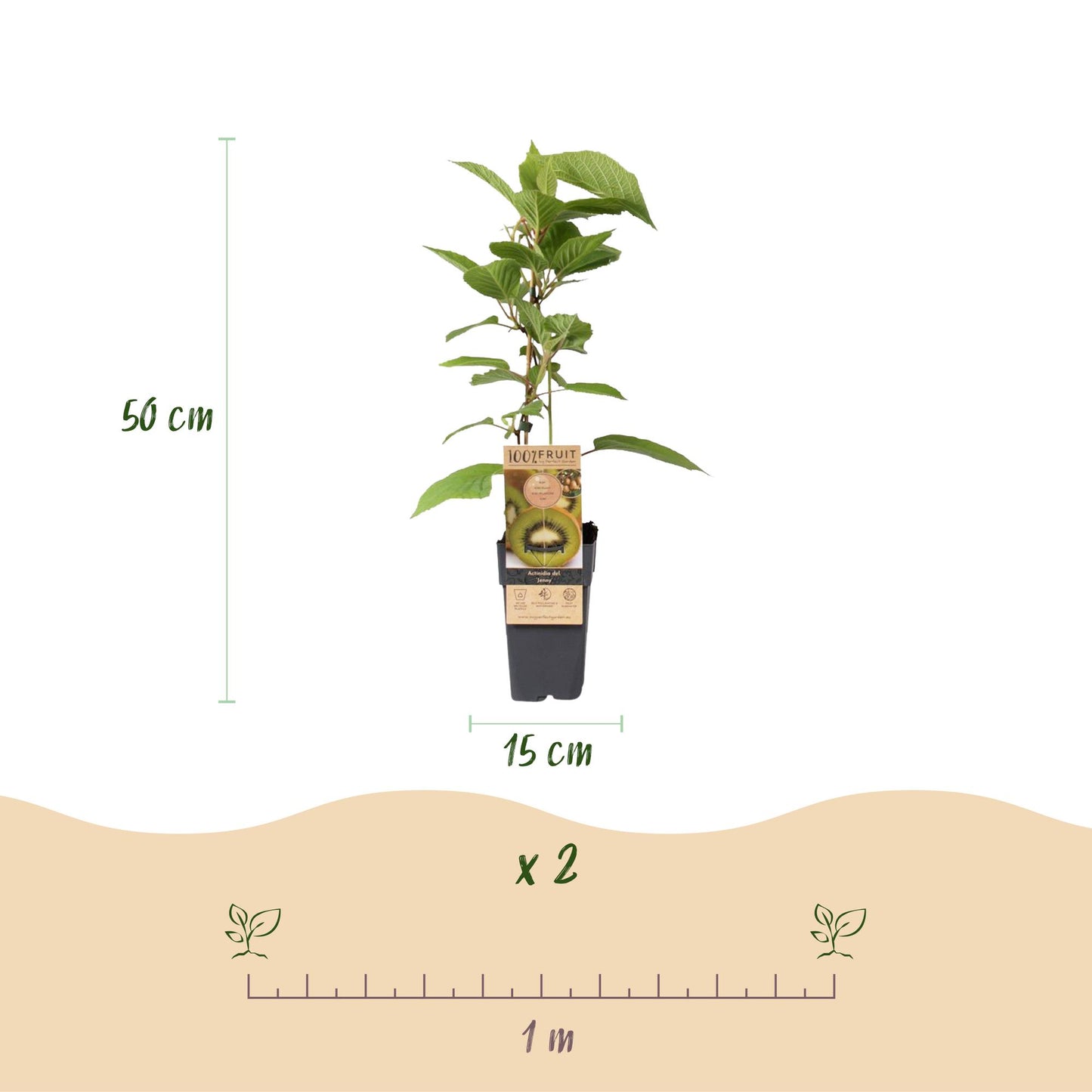 GreenboutiQ - Obstpflanze - Grüne Kiwi - Actinidia deliciosa Jenny - Grüne Frucht - 2 Pflanzen - Topf 15cm Höhe 50cm