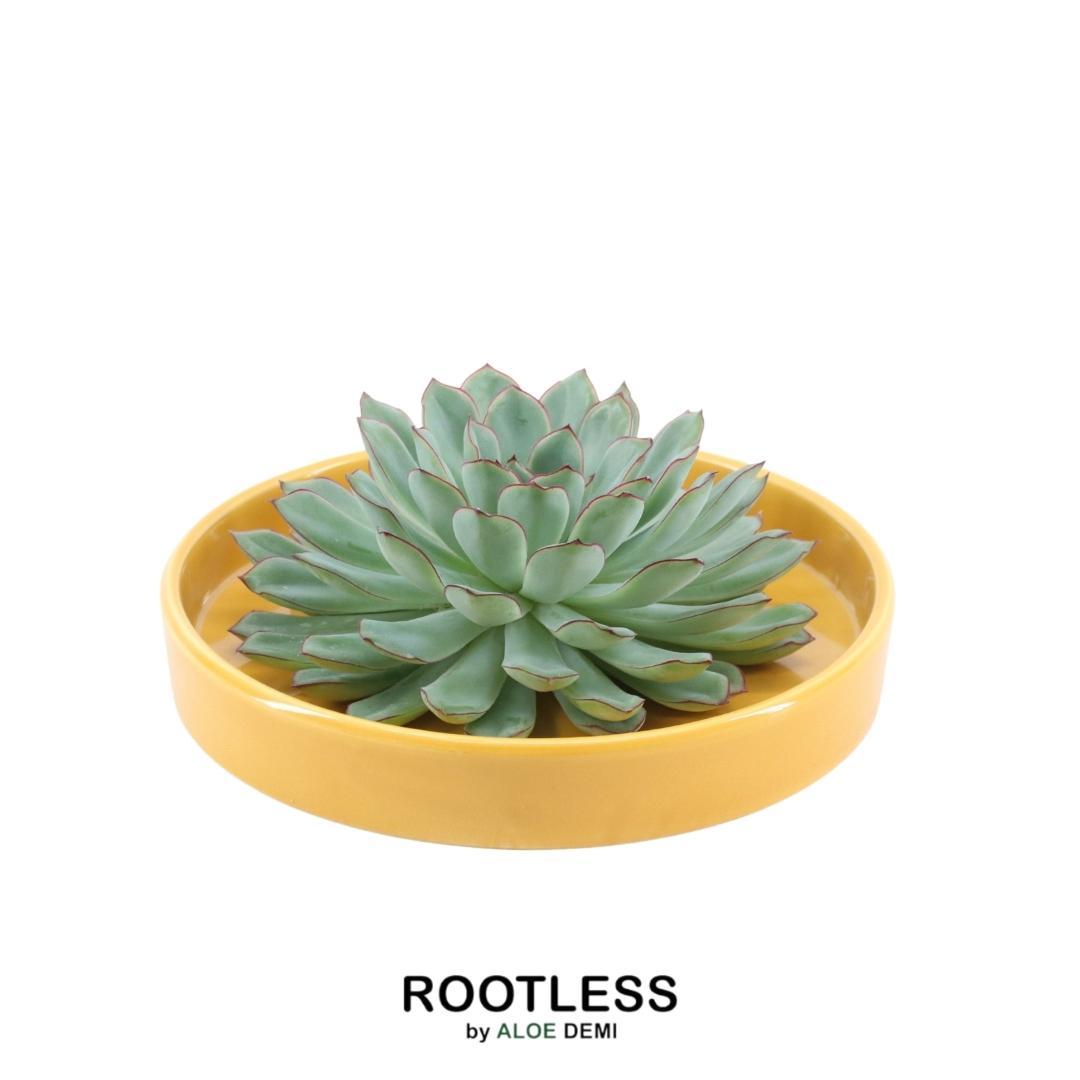ROOTLESS Succulent Echeveria Pulidonis in Schale 'gelb' Ø20 cm - ↕5 cm