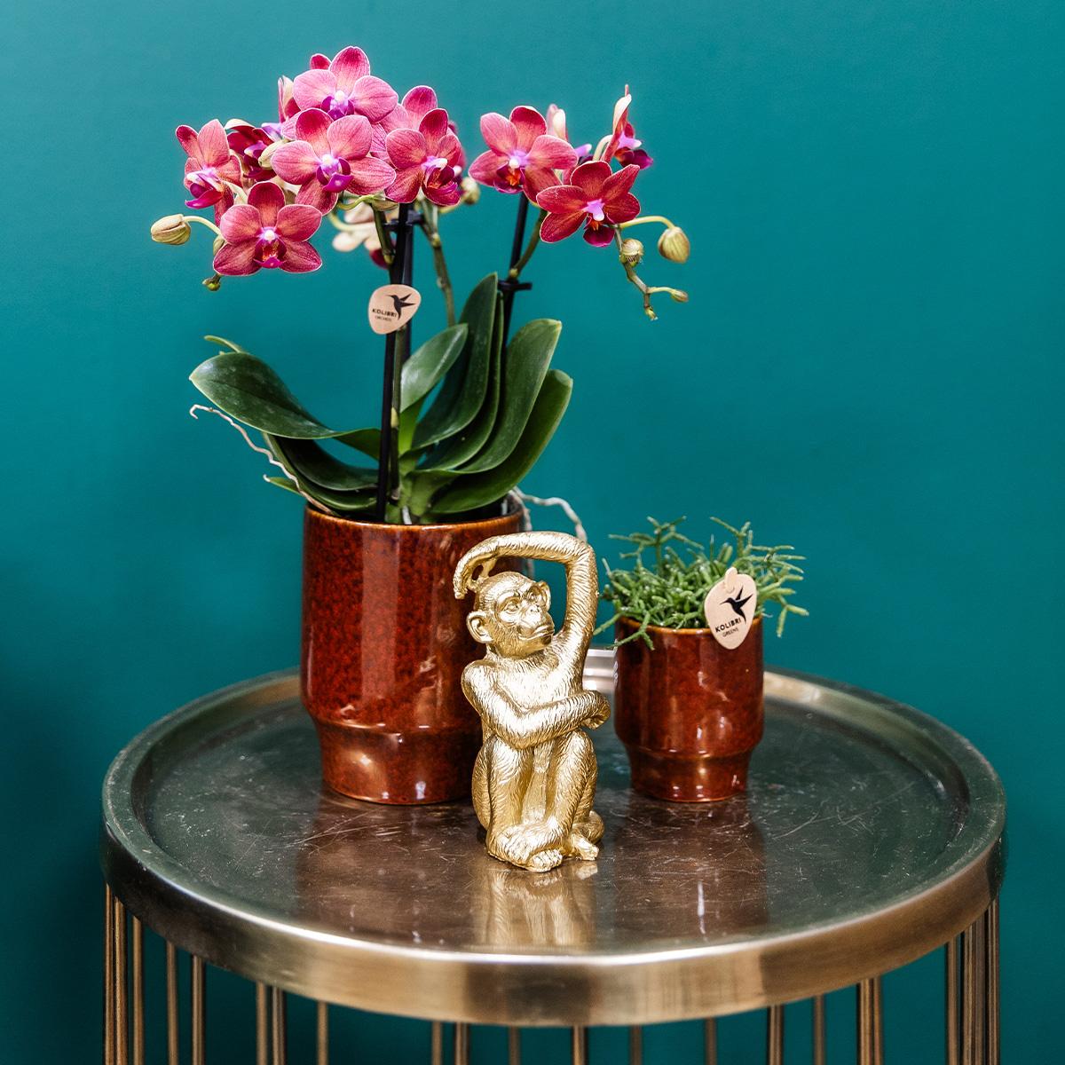 Kolibri Orchids | rote Phalaenopsis-Orchidee - Congo + Classy red- Topfgröße Ø9cm | blühende Zimmerpflanze - frisch vom Züchter