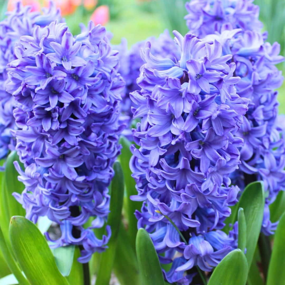 Flowerbulbs Amsterdam - Delft Blue - 10 Blumenzwiebeln - Gr��e 14/15