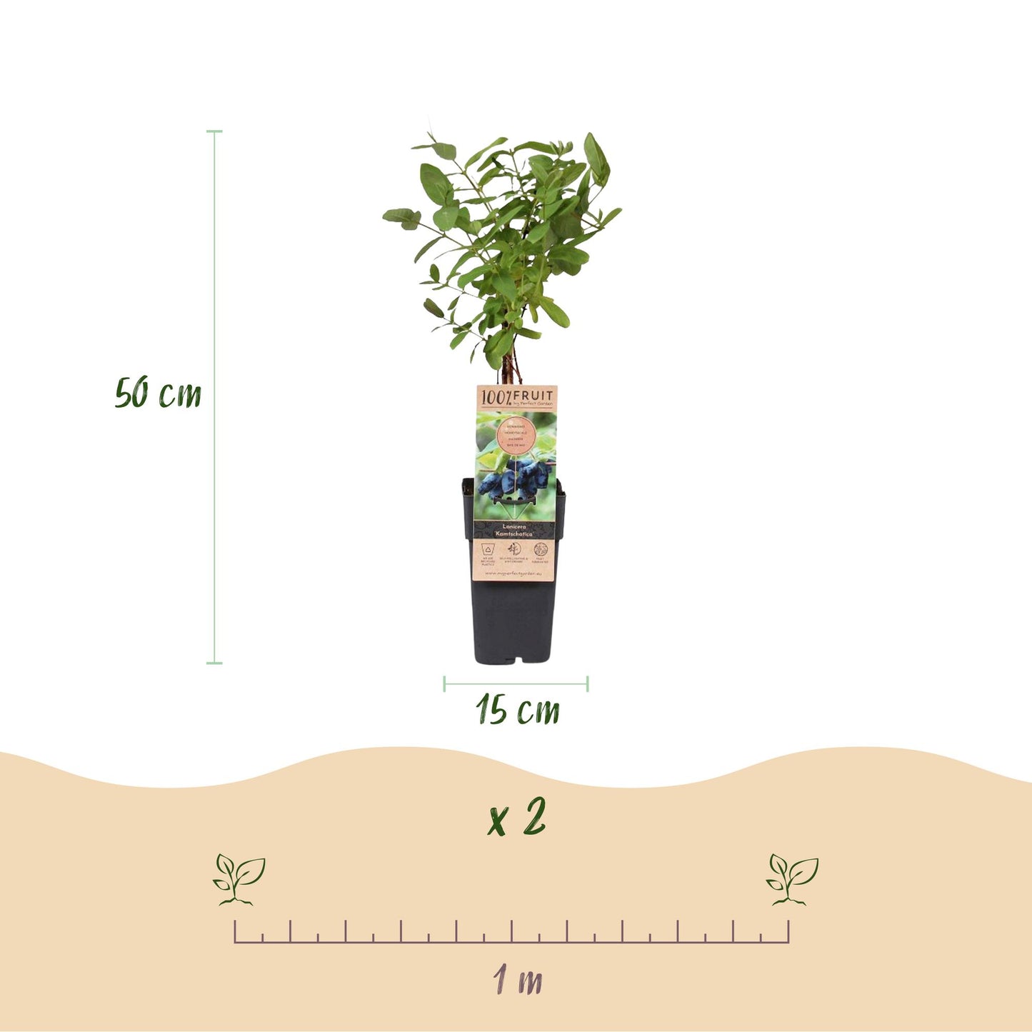 GreenboutiQ - Obstpflanze - Honigbeere - Lonicera caerulea Kamchatika - Blaubeere - 2 Pflanzen - Topf 15cm Höhe 50cm