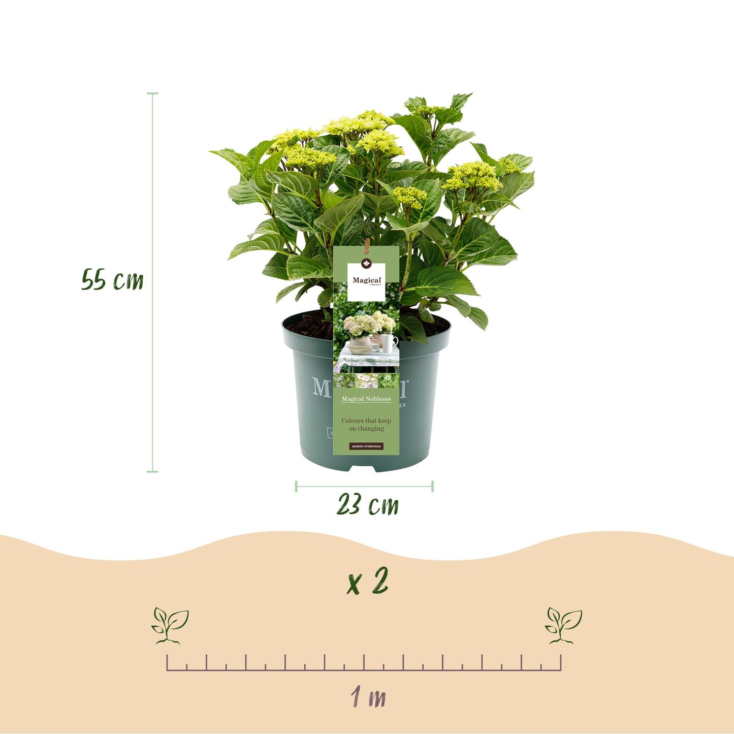 Green boutiQ - Balkonpflanze - Hortensie - Hydrangea Magical Nobless - Weiß - 6-10 Blüten - Topf 23cm Höhe 55cm
