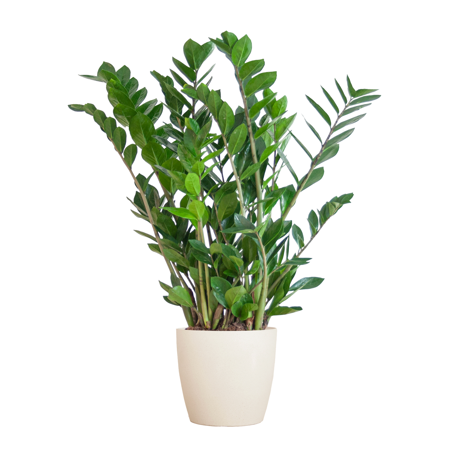 Zamioculcas Zamiifolia mit Viber Weiß - 80cm - Ø21