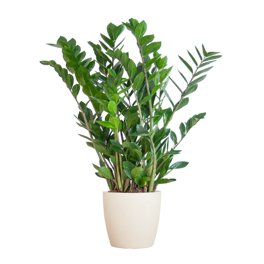 Zamioculcas Zamiifolia mit Viber Weiß  - 80cm - Ø21