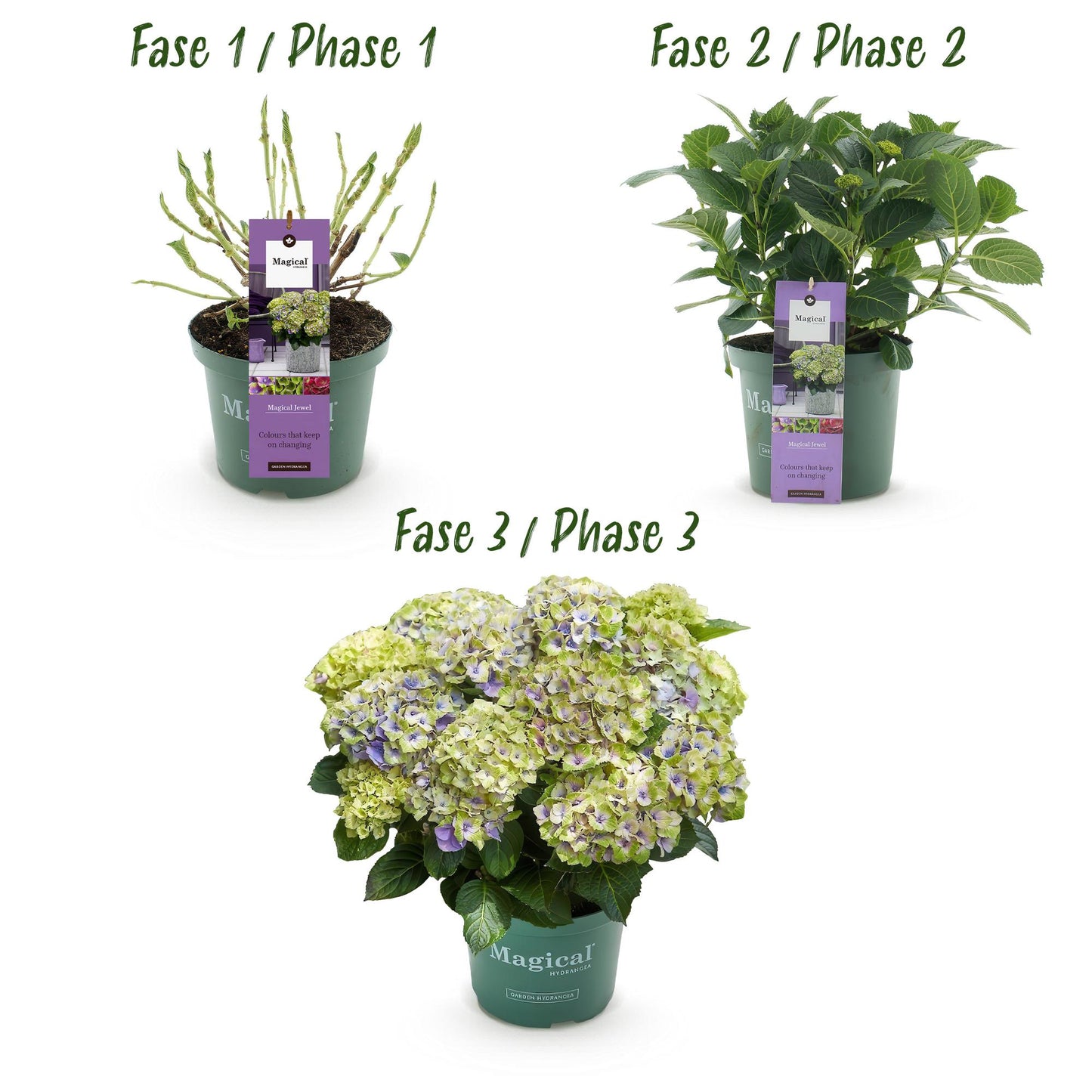 Green boutiQ - Balkonpflanze - Hortensie - Hydrangea Magical Jewel Blue - Blau - 6-10 Blumen - 2 Pflanzen - Topf 23cm Höhe 55cm