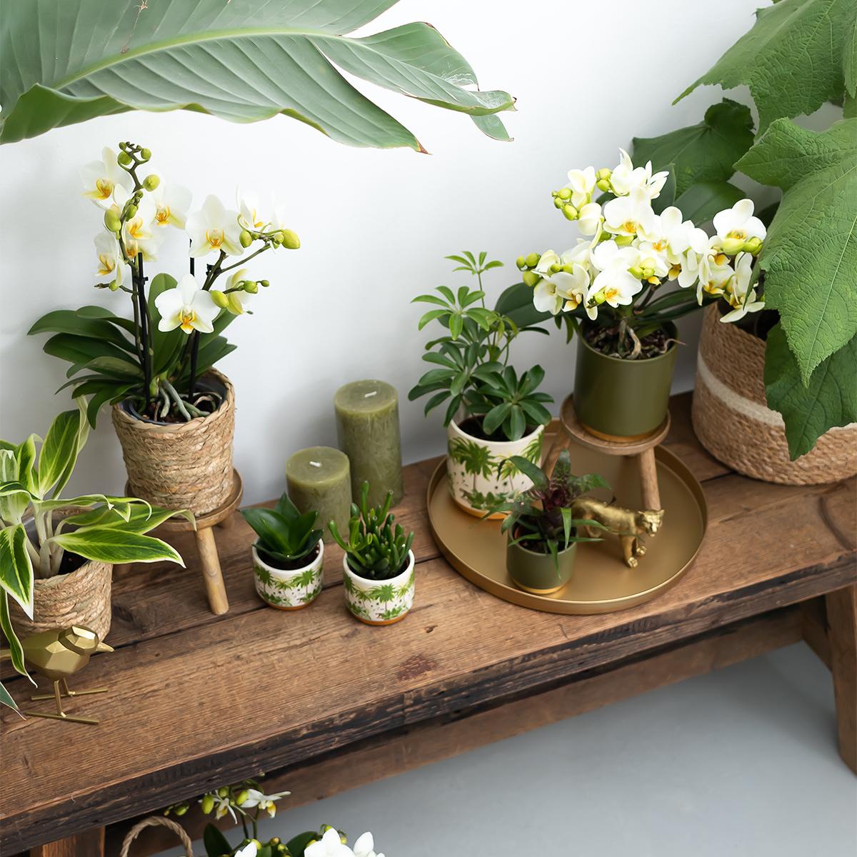 Kolibri Greens | Groene plant - Sukkulente Crassula Hobbit - grüne Zimmerpflanze - frisch aus der Gärtnerei - Ø9cm