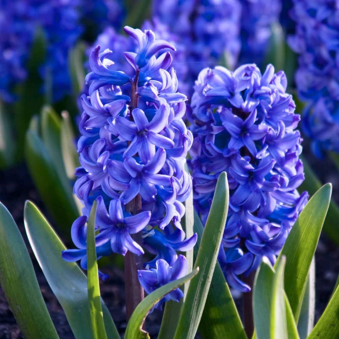 Flowerbulbs Amsterdam - Delft Blue - 10 Blumenzwiebeln - Gr��e 14/15