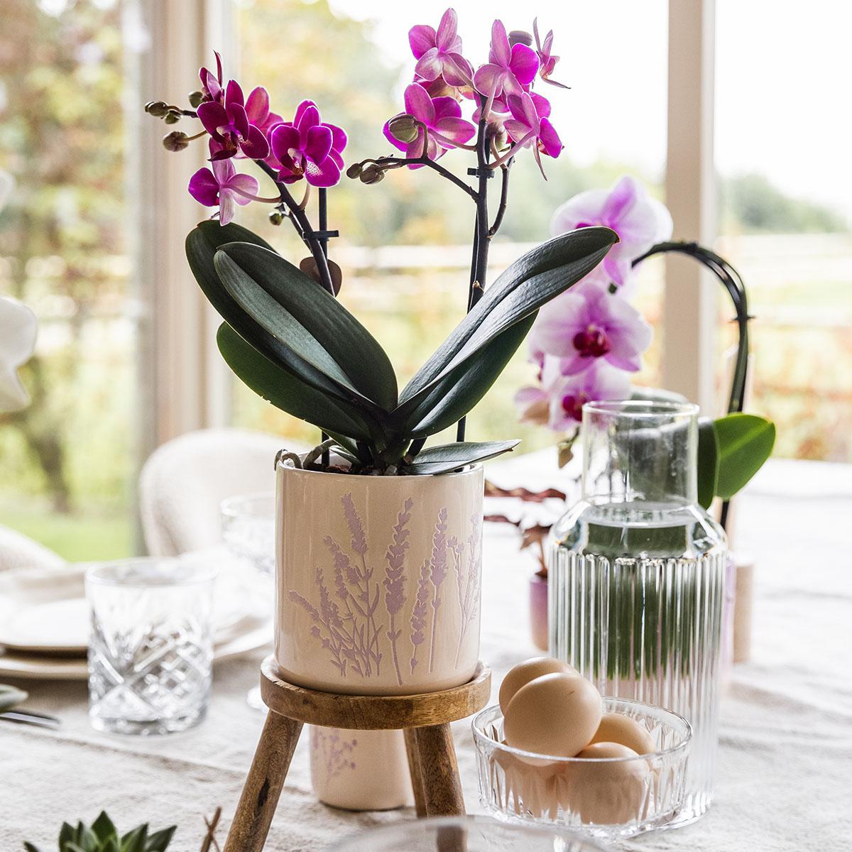 Kolibri Home | Floraler Blumentopf - Lavendel - 9cm