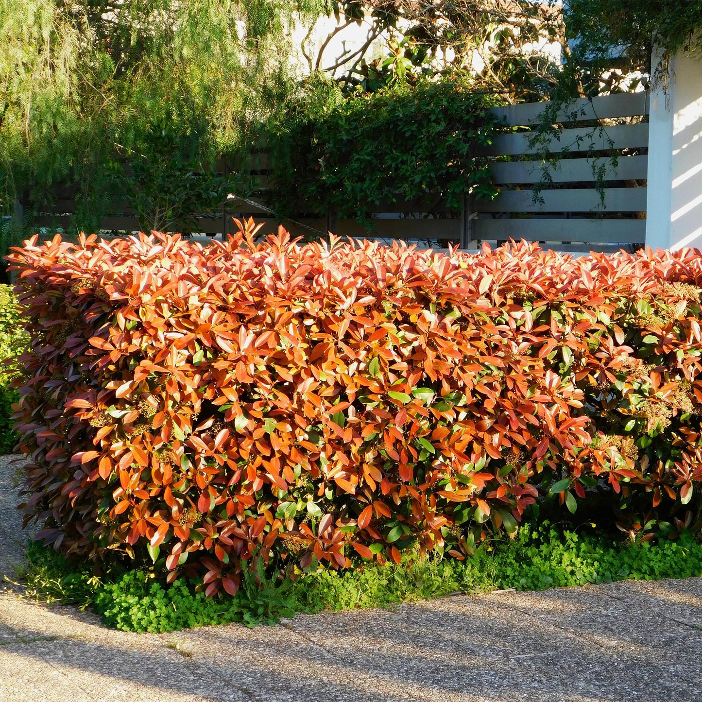 "GreenboutiQ - Heckenpflanzen - Photinia fraseri Red Robin - grün rot - 6 Pflanzen - 1 laufender Meter - immergrün - Topf 17cm Höhe 55cm "