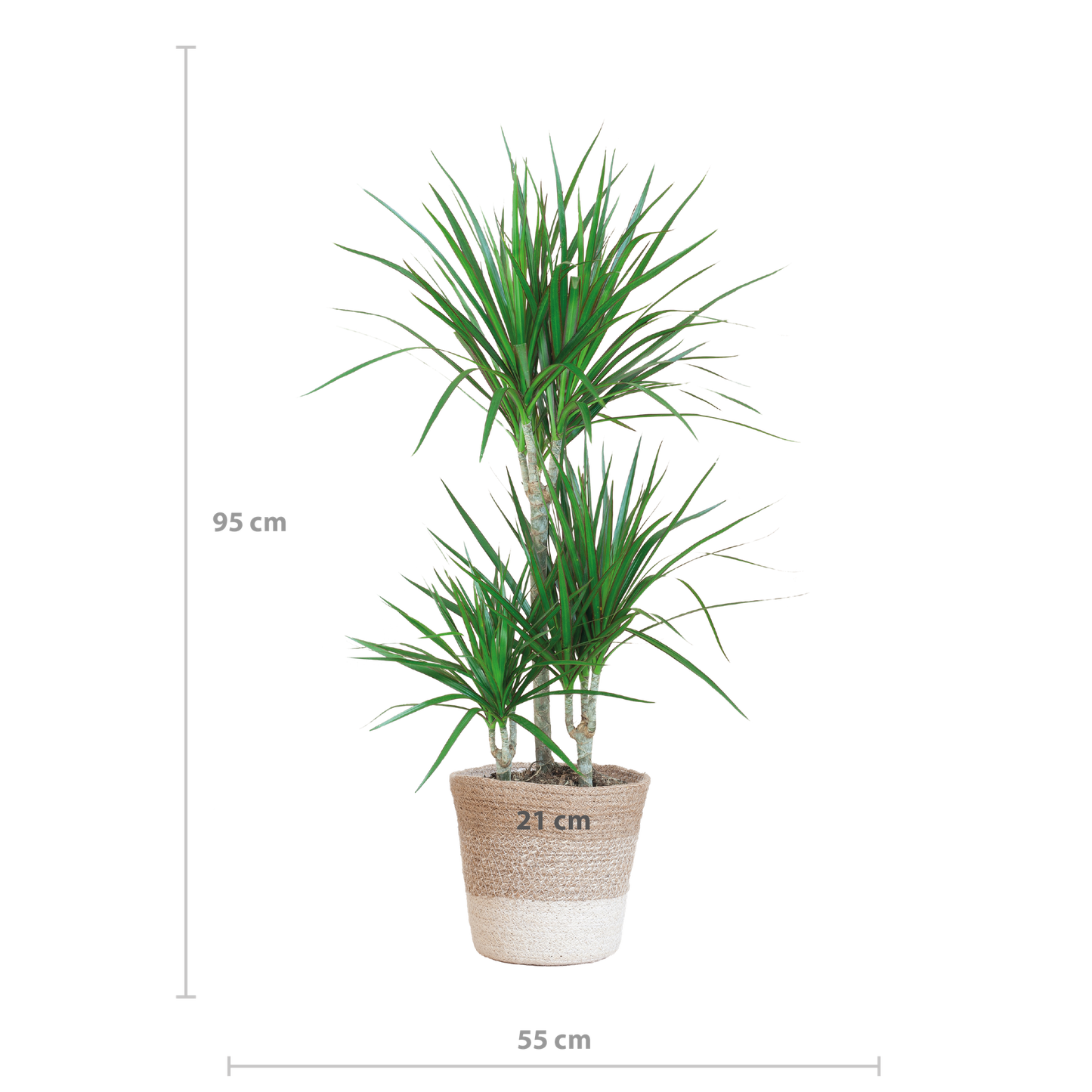 Dracaena Marginata mit weißem Lissabon-Korb - 95 cm - Ø21