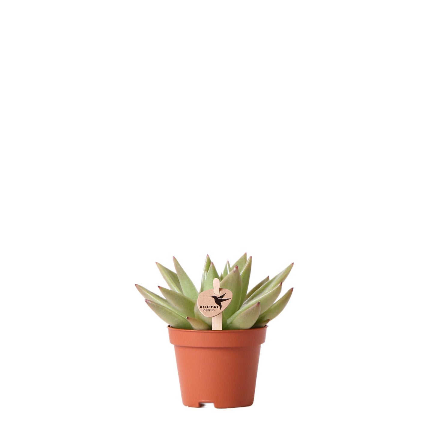 Kolibri Greens | Groene Pflanze - Sukkulente Echeveria Miranda - Blumenerde Ø6cm - grüne Zimmerpflanze - frisch aus der Gärtnerei