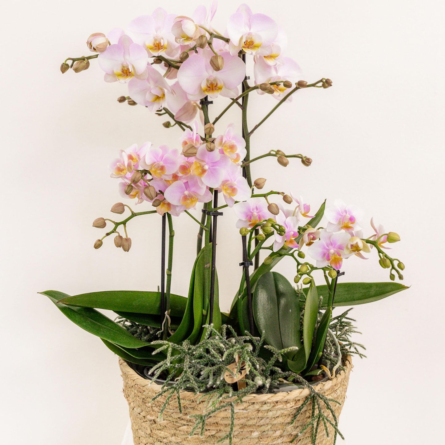 Kolibri Home - Einlage mit Wasserreservoir für Orchideenschale - Bewässerungssystem für Orchideen - Inlay 1x12 + 2x9 - Field Bouquet + 3x watergeeflonten