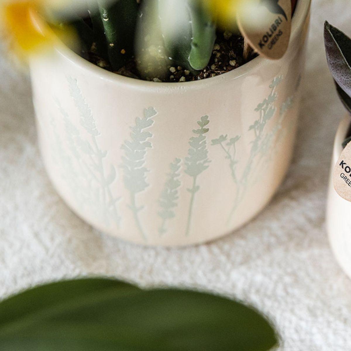 Kolibri Orchids | Gelbe Orchidee Mexico + Floral Ziertopf Hellblau – Topfgröße Ø9cm | Blühende Zimmerpflanze – Frisch vom Züchter