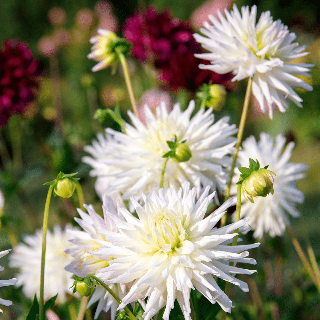 Flowerbulbs Amsterdam - 12 Dahlien playa blanca knollen für 2 m², kaktusförmige blüten
