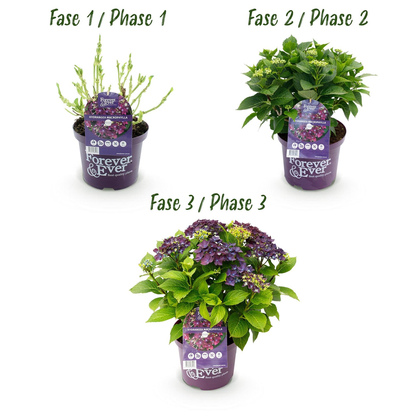 Green boutiQ - Balkonpflanze - Hortensie - Hydrangea Forever & Ever - Lila - 7-12 Blumen - 2 Pflanzen - Topf 23cm Höhe 55cm